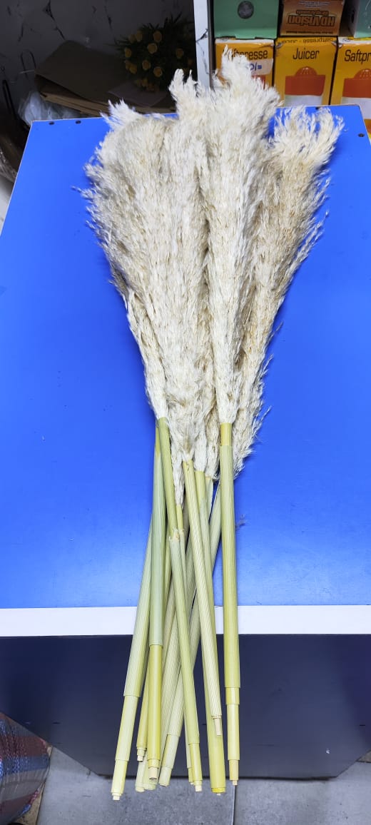 Big Fluffy Pampas Grass