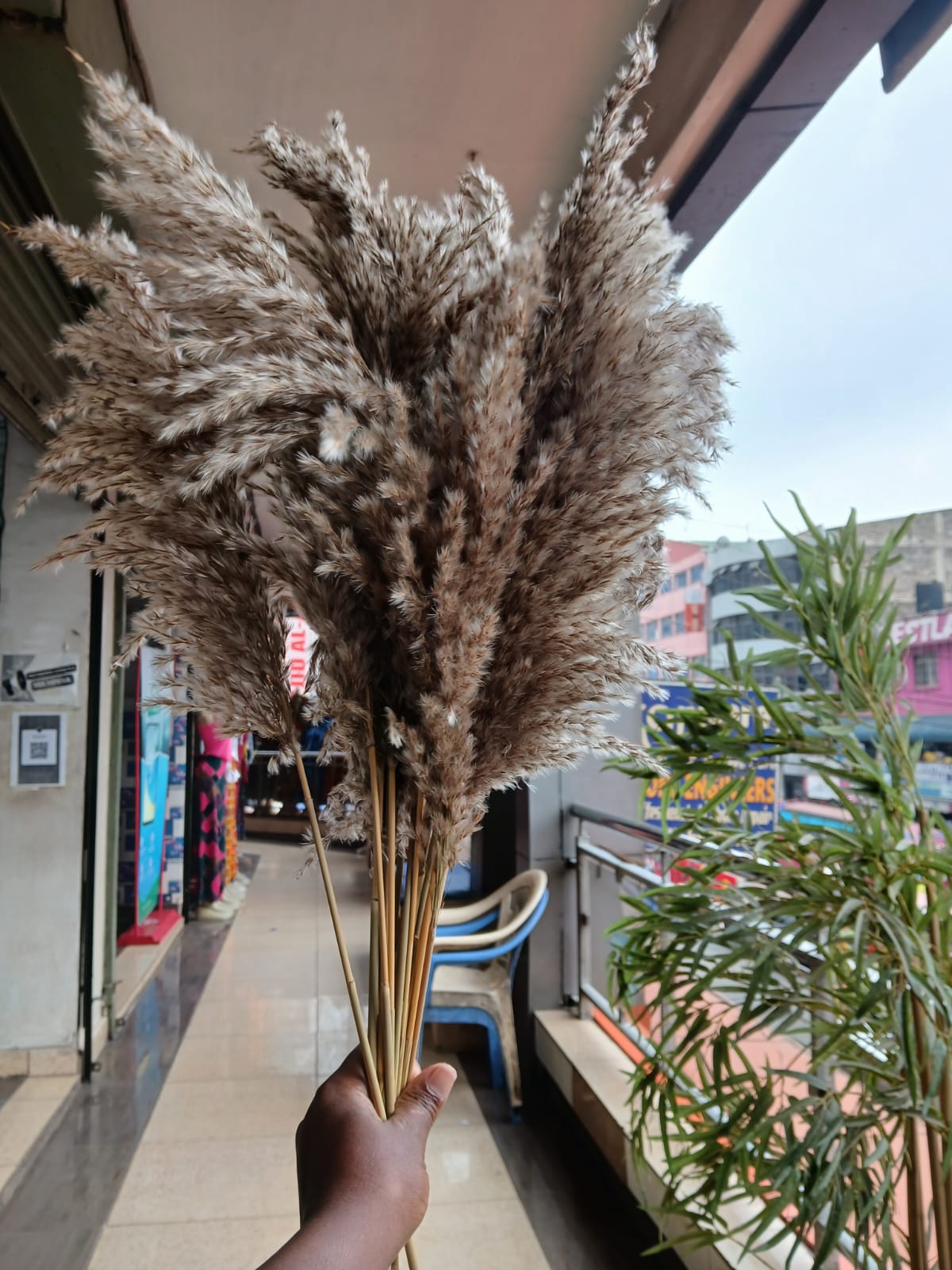 Dried wild mini reed pampas