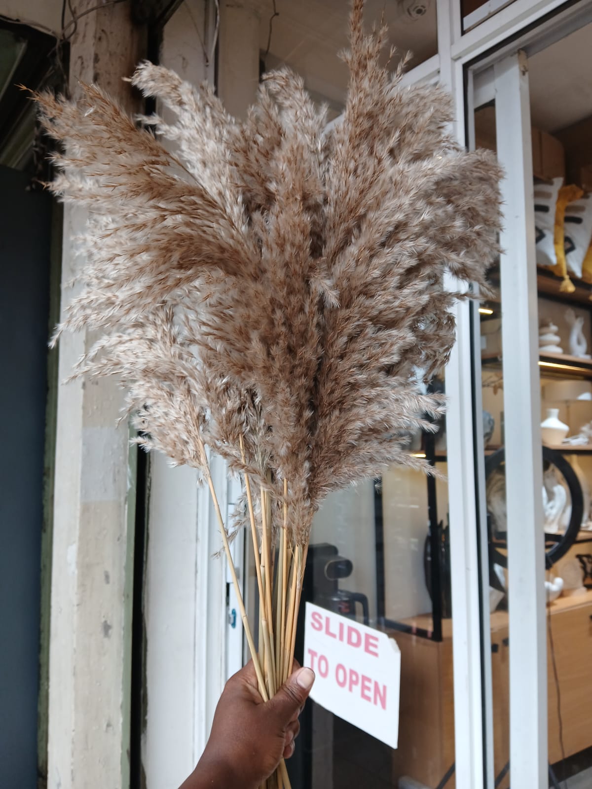 Dried wild mini reed pampas