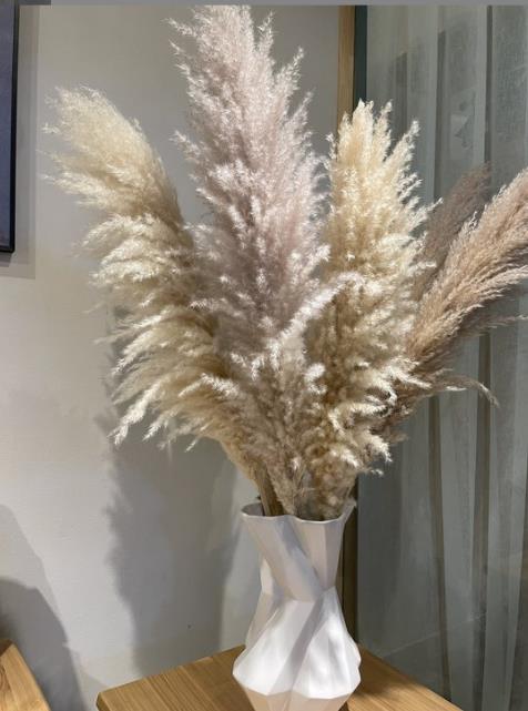 Big Fluffy Pampas Grass