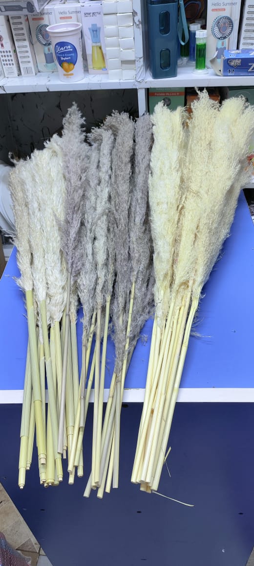 Big Fluffy Pampas Grass