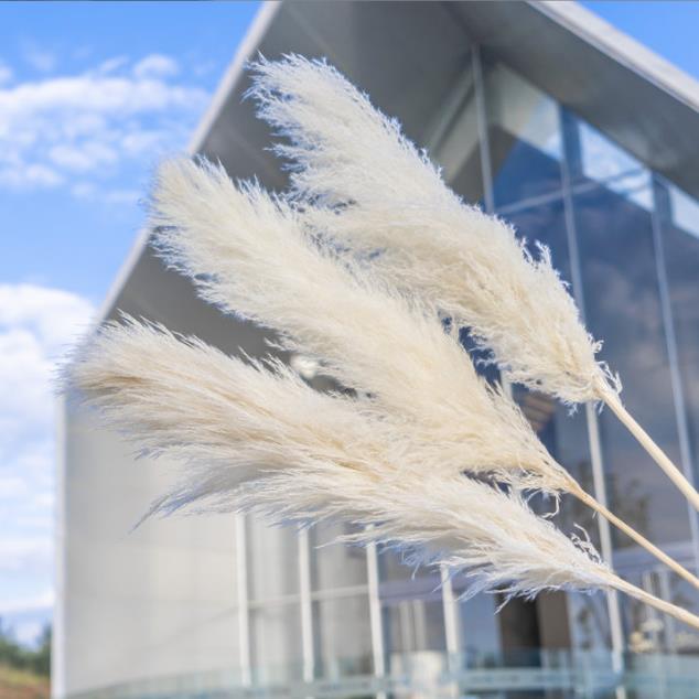 Big Fluffy Pampas Grass